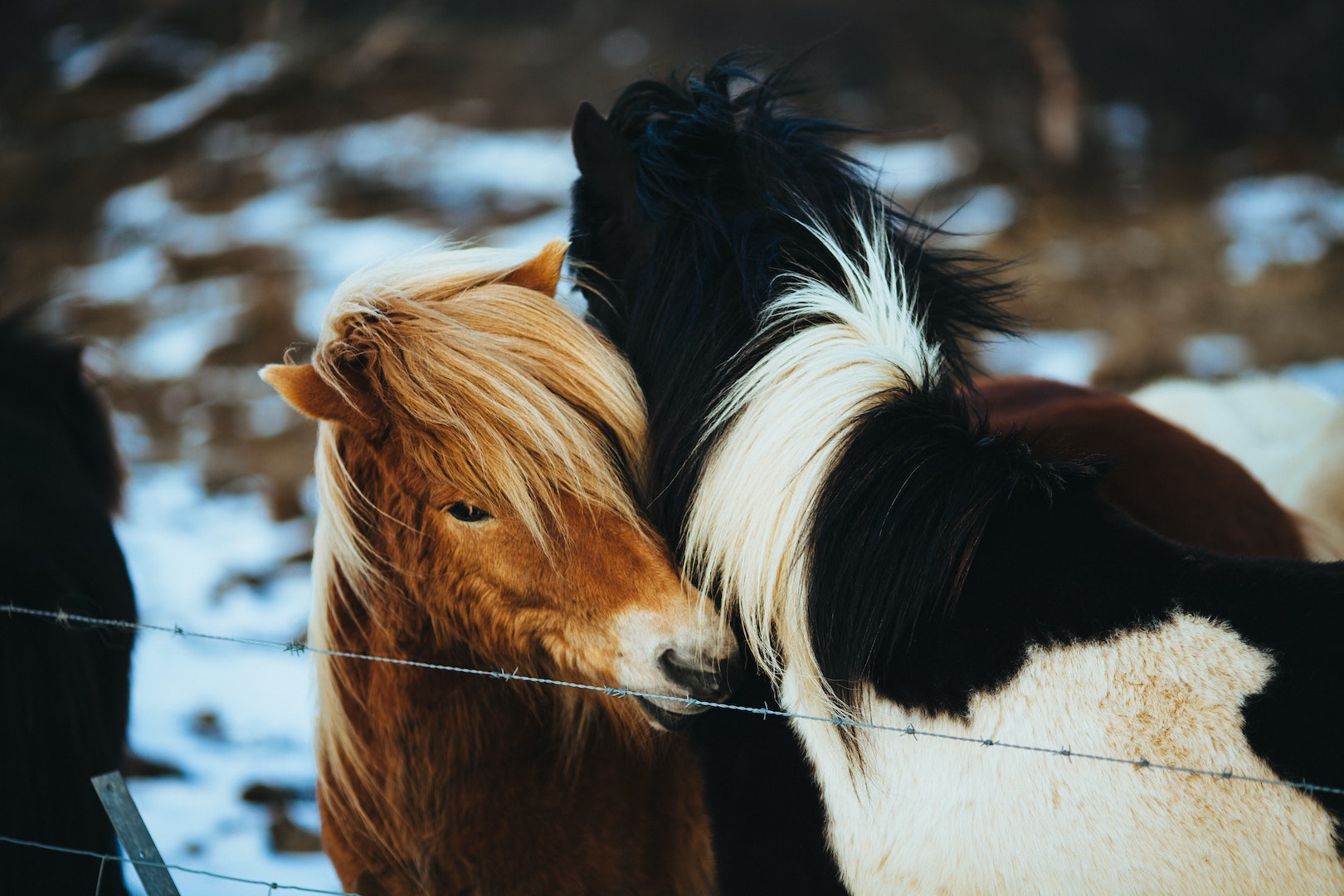 comment acheter un cheval ?